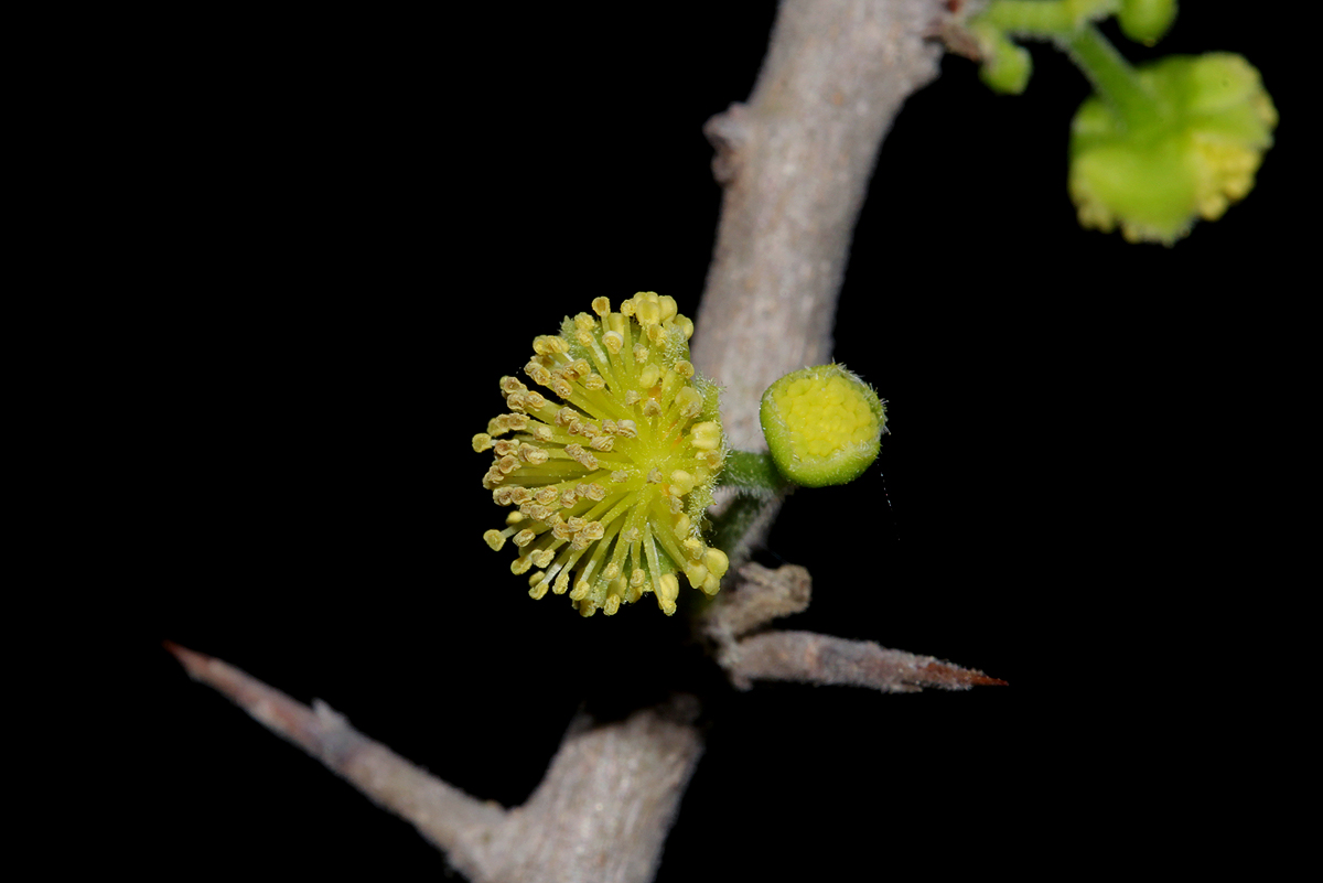 Flacourtia indica Flacourtia indica
