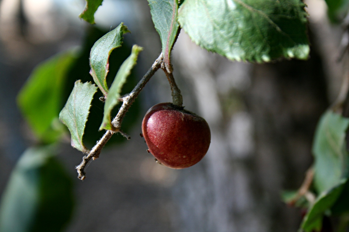 Flacourtia indica Flacourtia indica