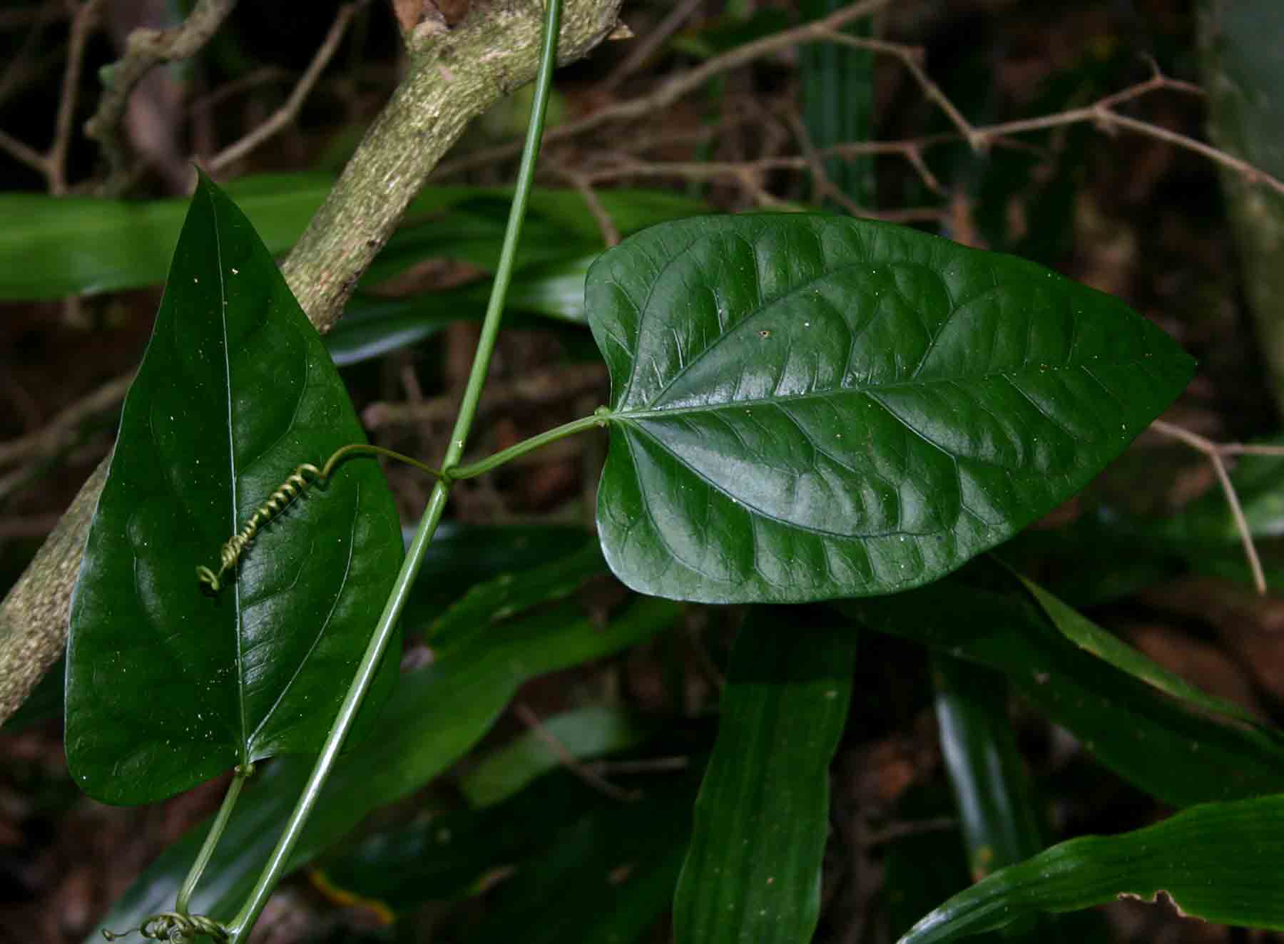 Adenia rumicifolia Adenia rumicifolia