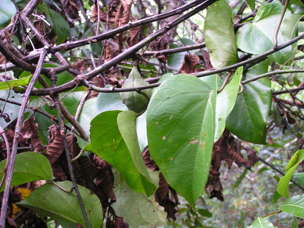 Adenia rumicifolia