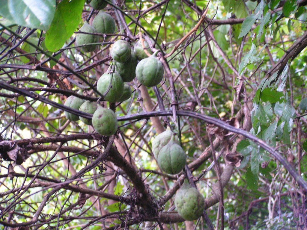 Adenia rumicifolia Adenia rumicifolia