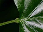 Adenia rumicifolia