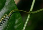 Adenia rumicifolia