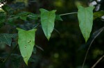 Adenia rumicifolia