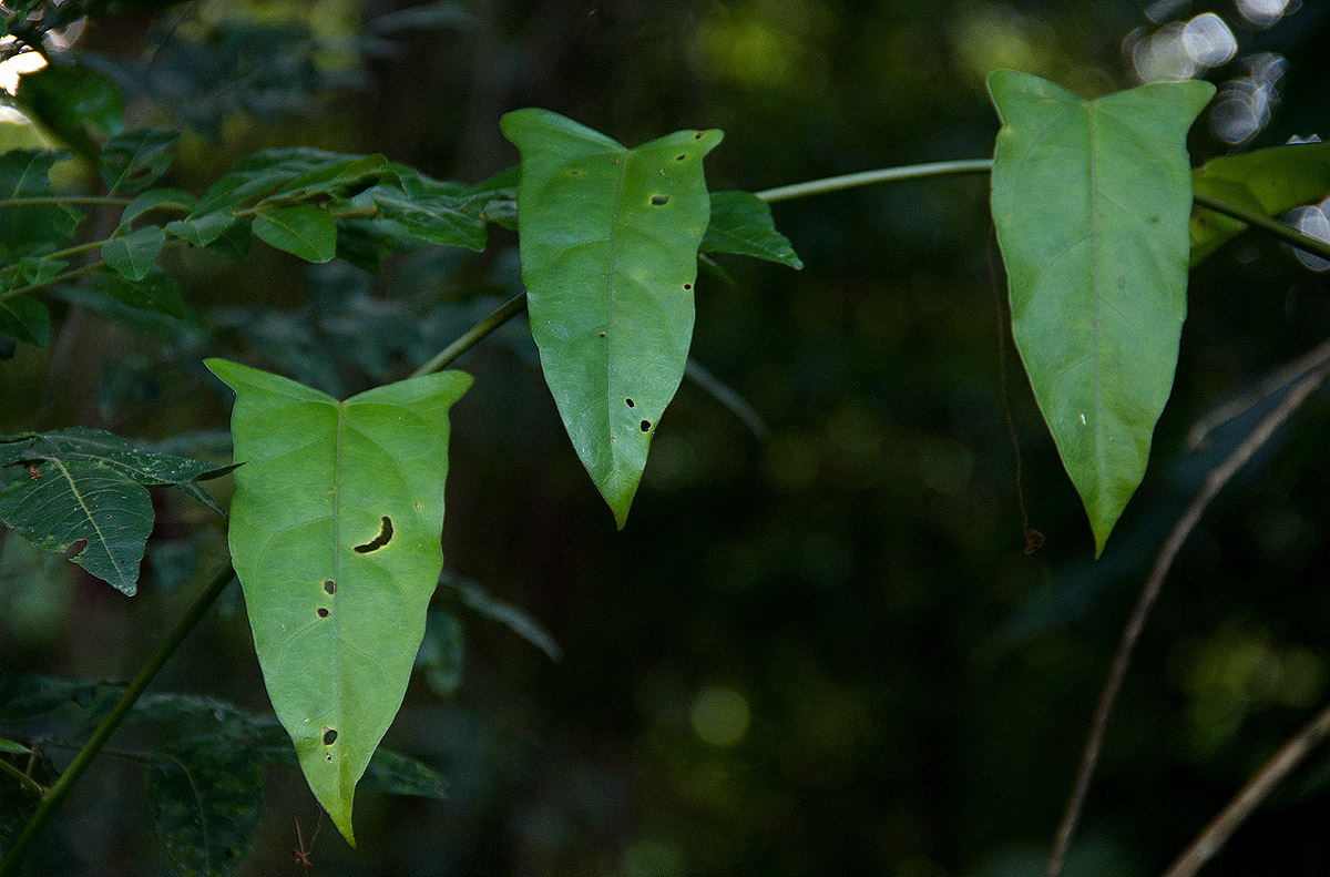 Adenia rumicifolia Adenia rumicifolia