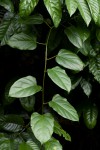 Adenia rumicifolia