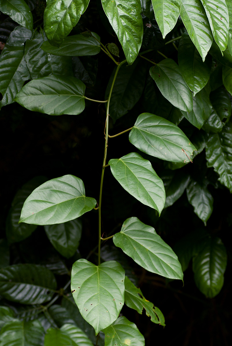Adenia rumicifolia Adenia rumicifolia