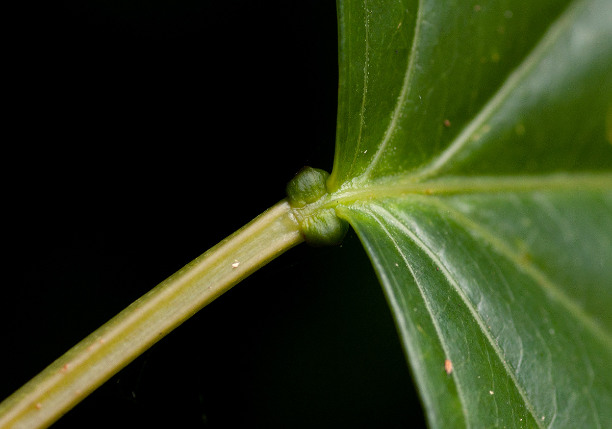 Adenia rumicifolia Adenia rumicifolia