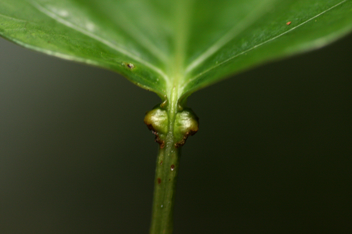 Adenia rumicifolia Adenia rumicifolia
