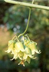 Adenia rumicifolia