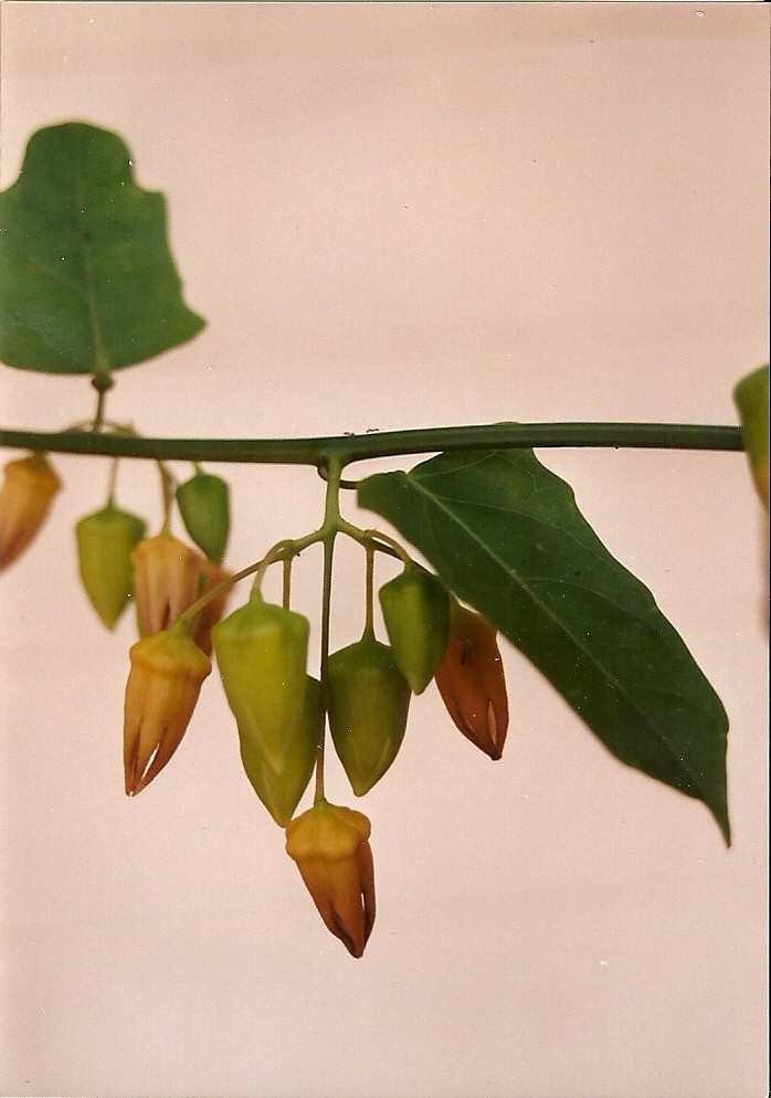 Adenia rumicifolia Adenia rumicifolia
