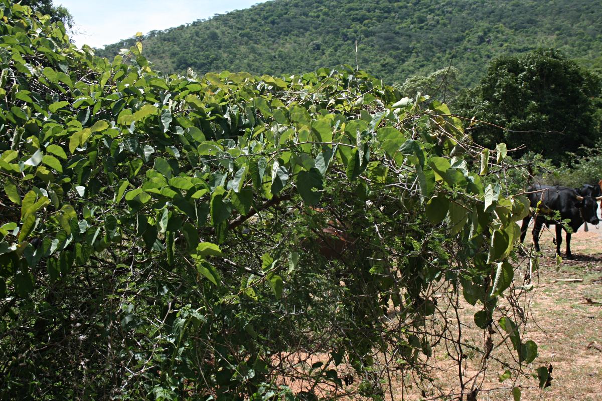 Adenia panduriformis Adenia panduriformis