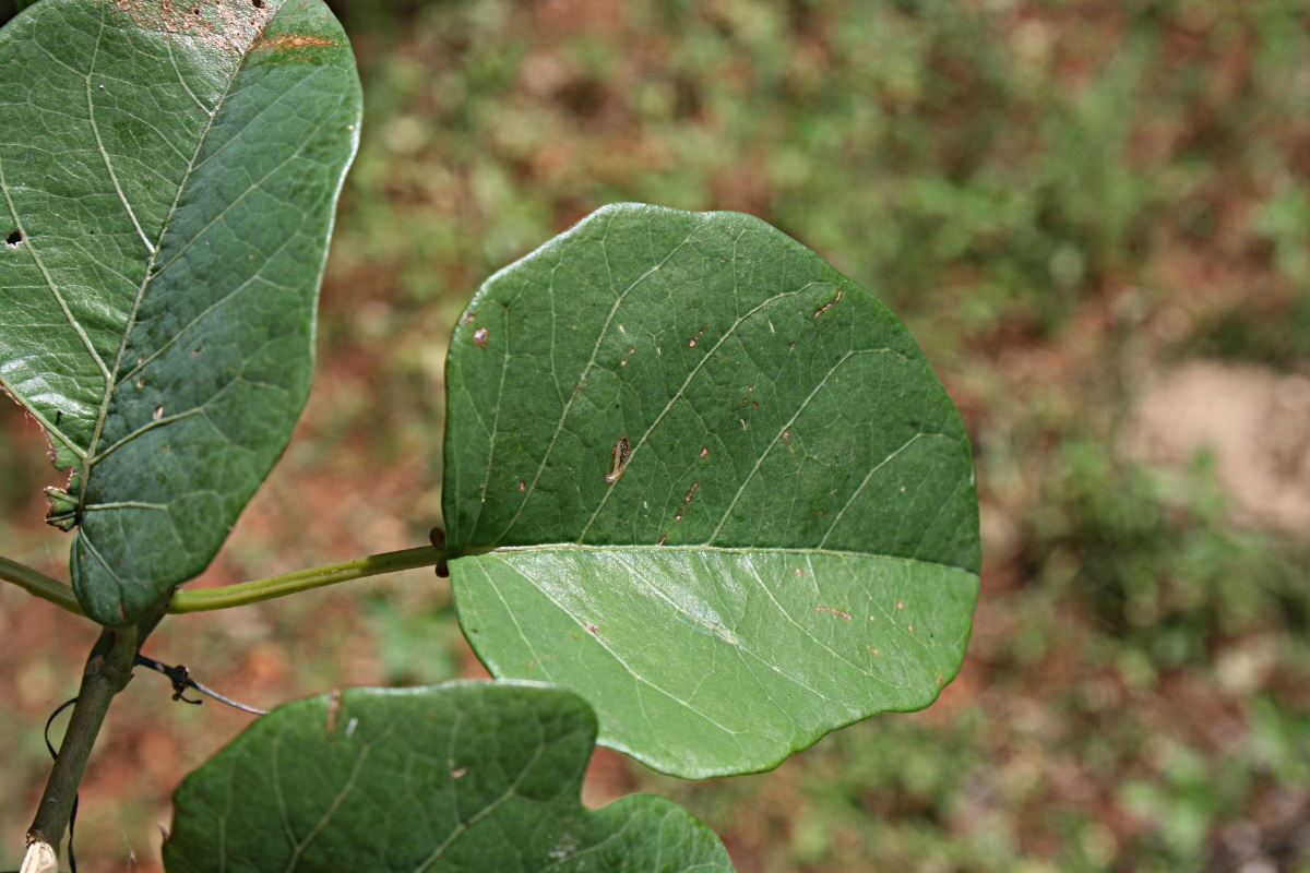 Adenia panduriformis Adenia panduriformis
