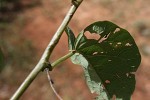 Adenia panduriformis