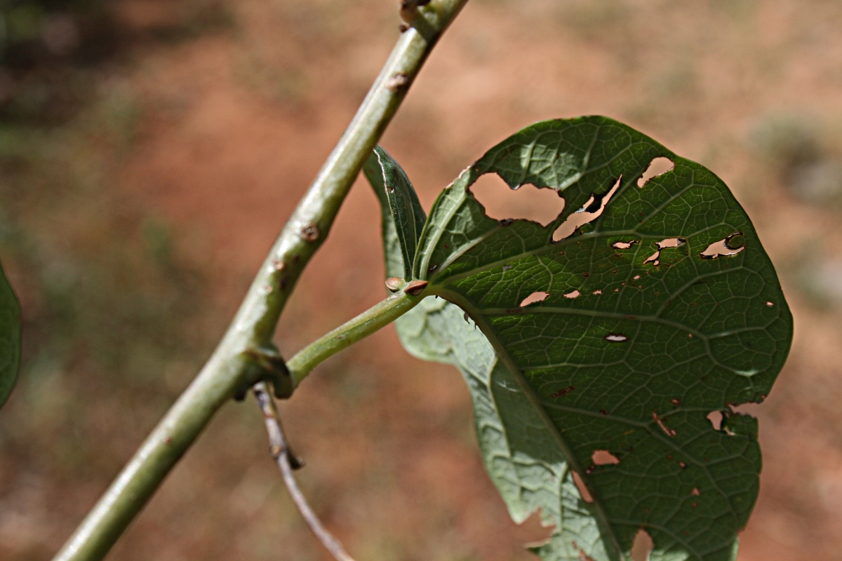 Adenia panduriformis Adenia panduriformis