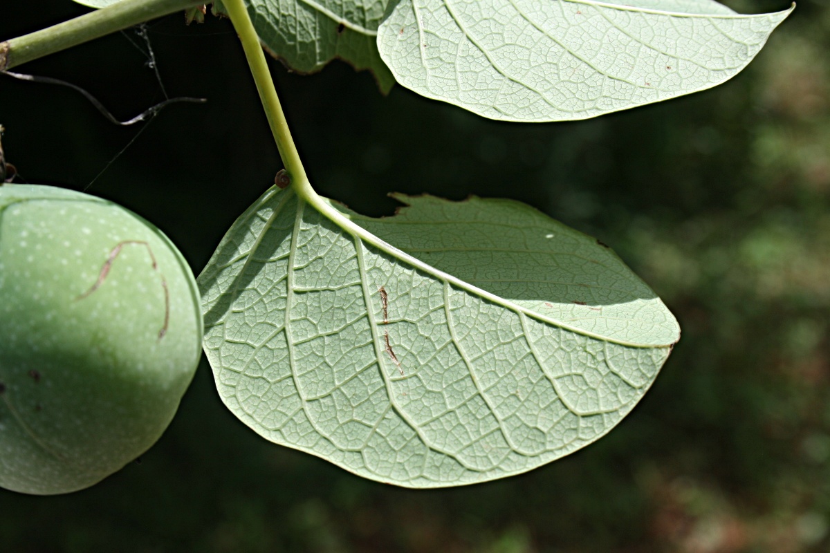 Adenia panduriformis Adenia panduriformis