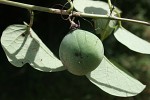 Adenia panduriformis