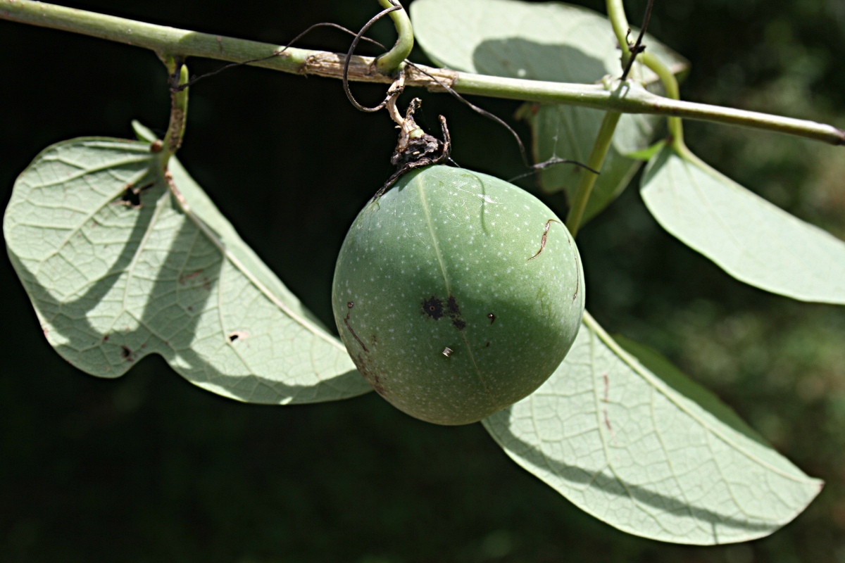 Adenia panduriformis Adenia panduriformis
