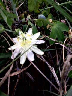 Passiflora subpeltata Passiflora subpeltata