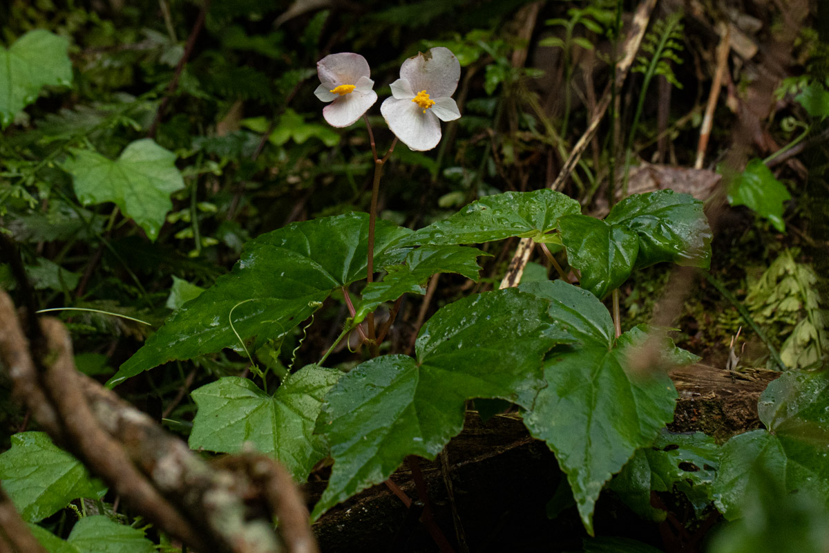 Begonia sonderiana Begonia sonderiana