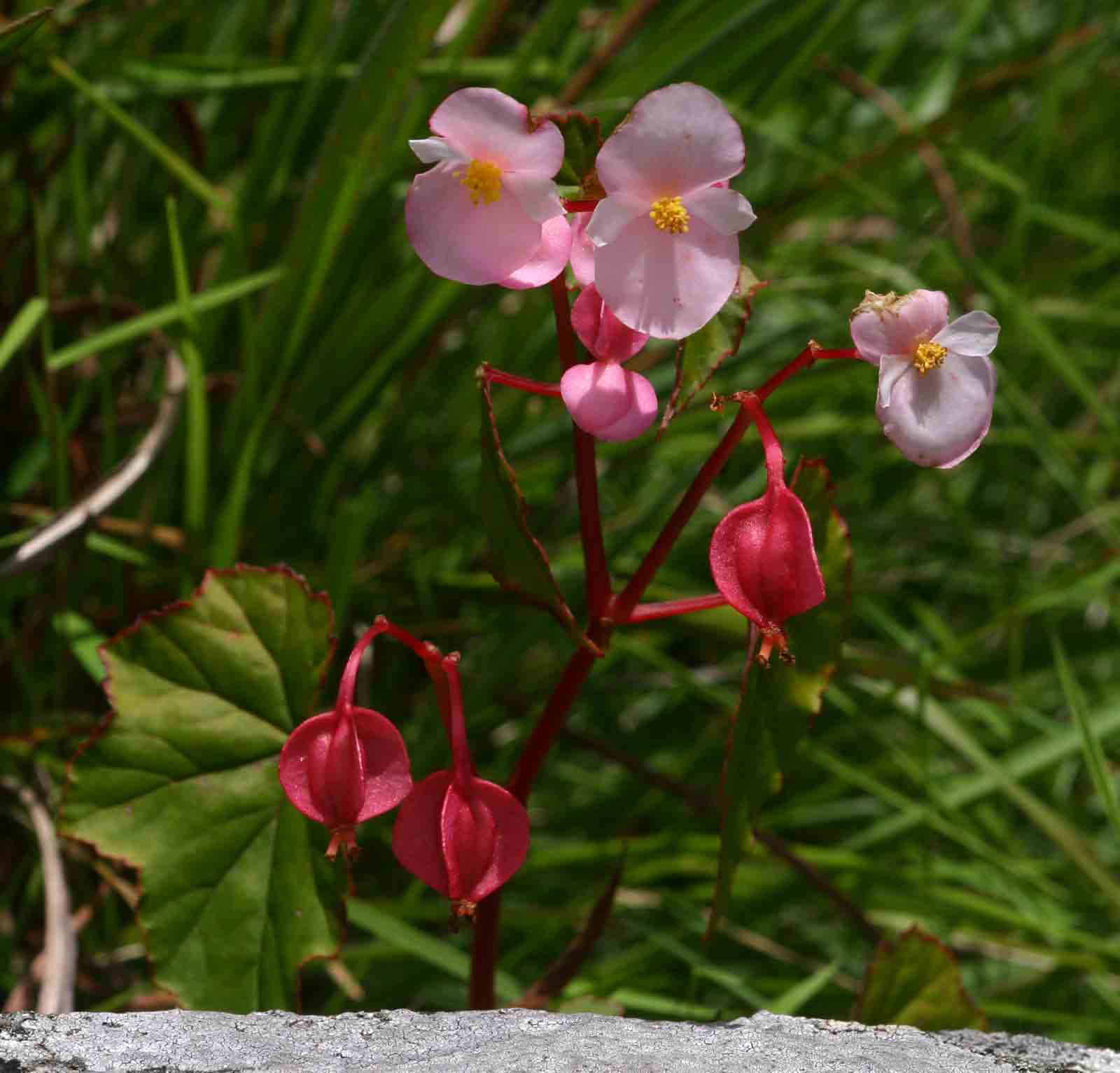 Begonia sonderiana Begonia sonderiana