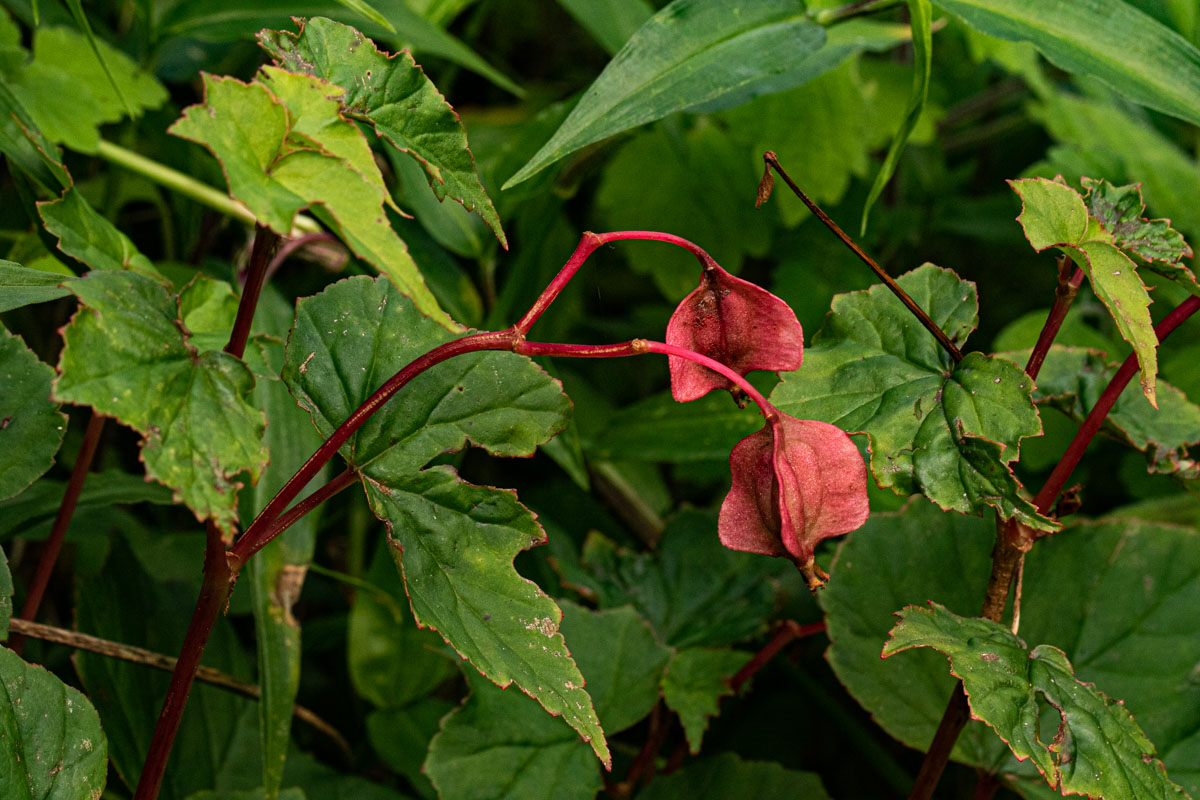 Begonia sonderiana Begonia sonderiana