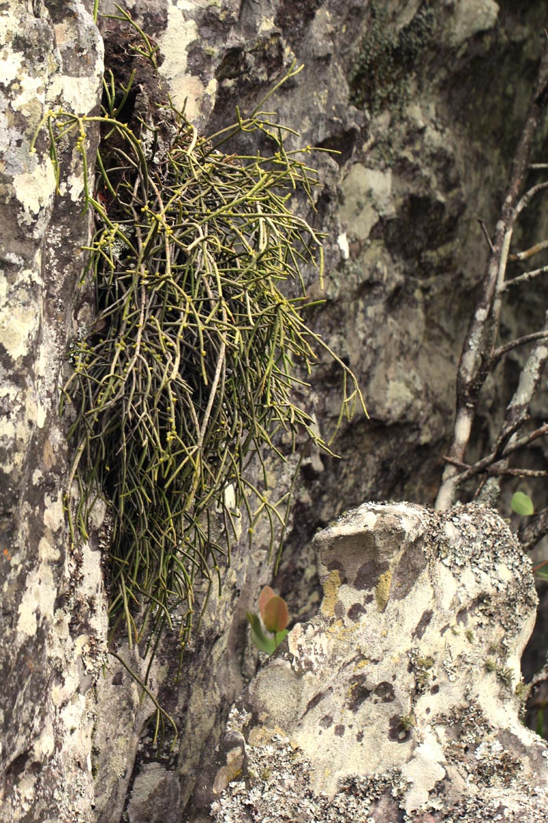 Rhipsalis baccifera