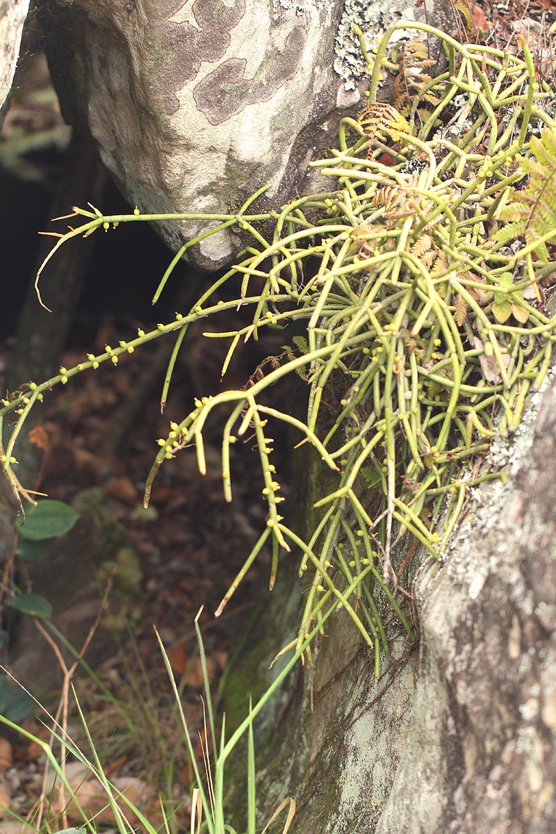 Rhipsalis baccifera