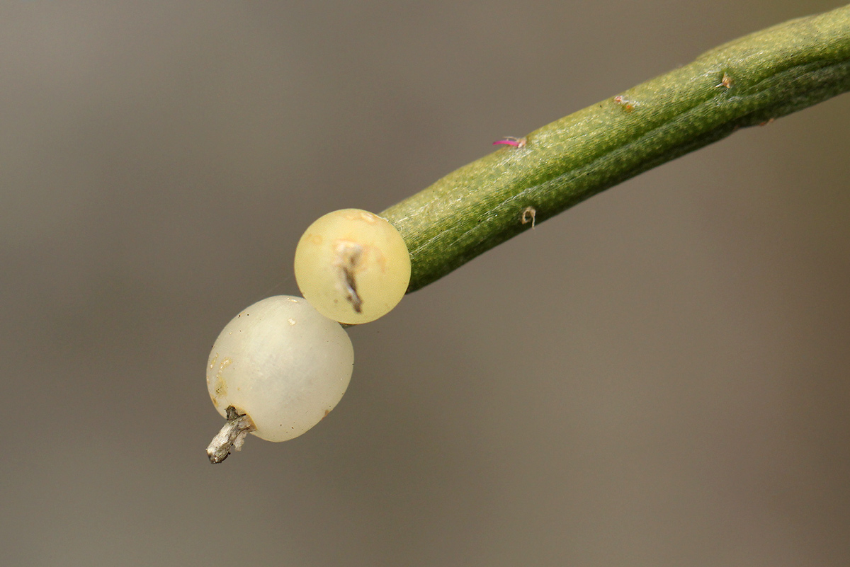 Rhipsalis baccifera