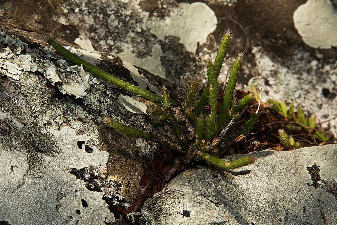 Rhipsalis baccifera Rhipsalis baccifera