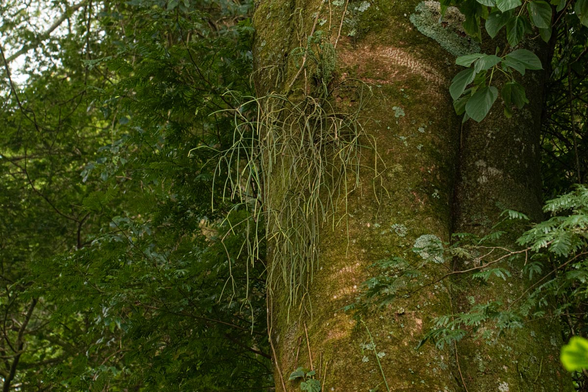 Rhipsalis baccifera Rhipsalis baccifera