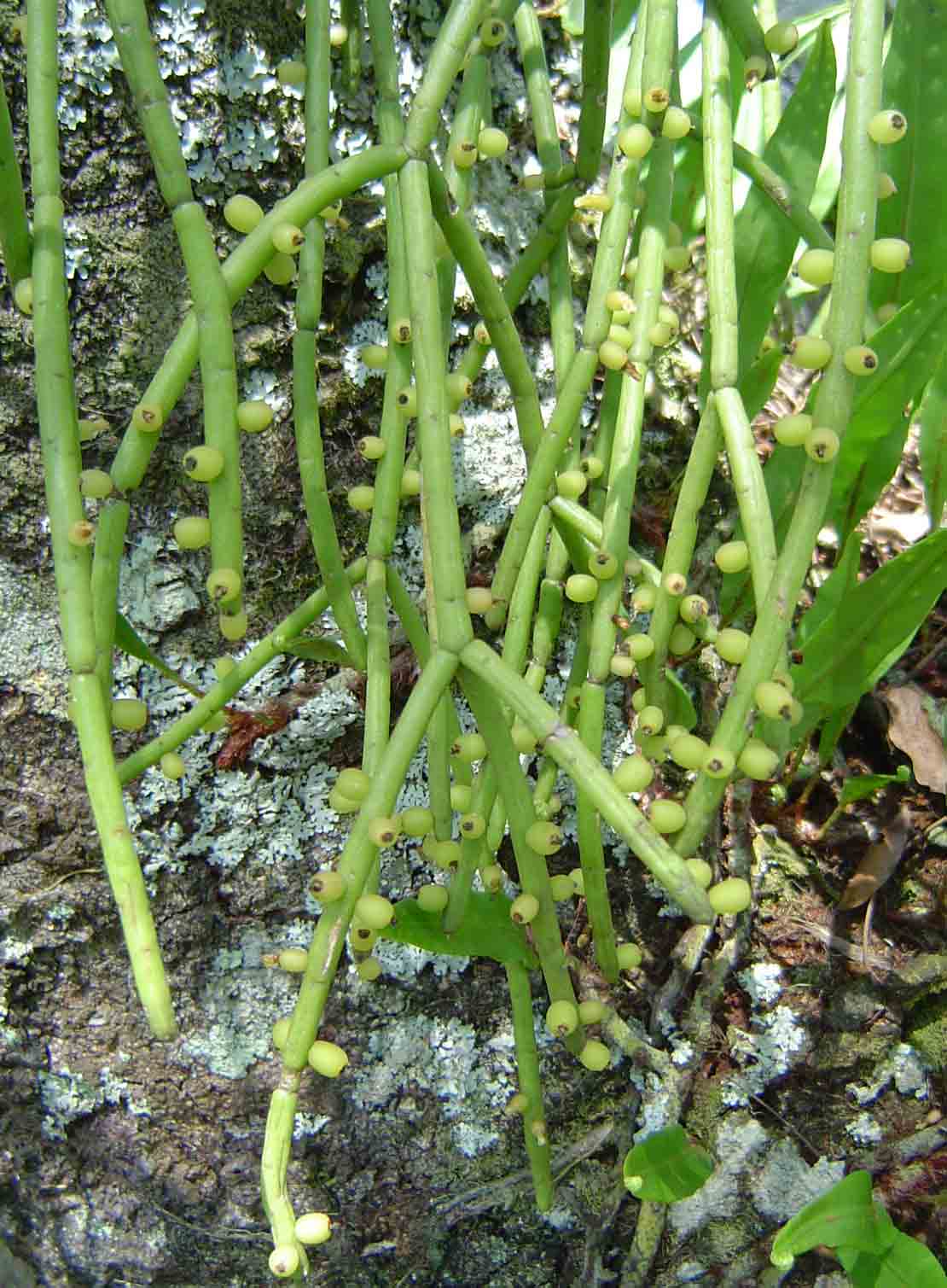 Rhipsalis baccifera