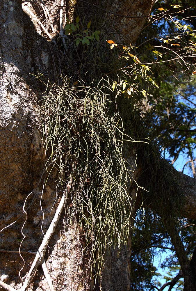 Rhipsalis baccifera