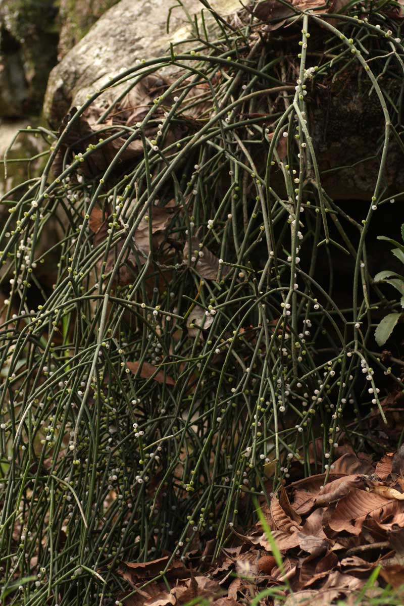 Rhipsalis baccifera