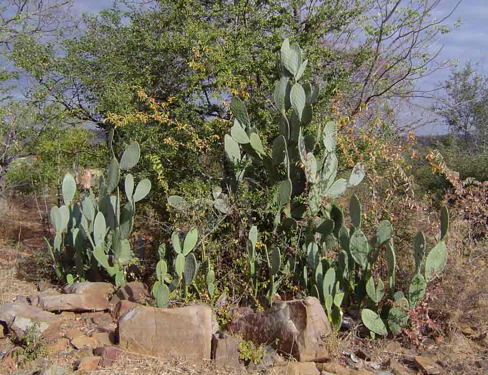 Opuntia ficus-indica Opuntia ficus-indica