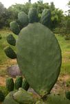 Opuntia ficus-indica
