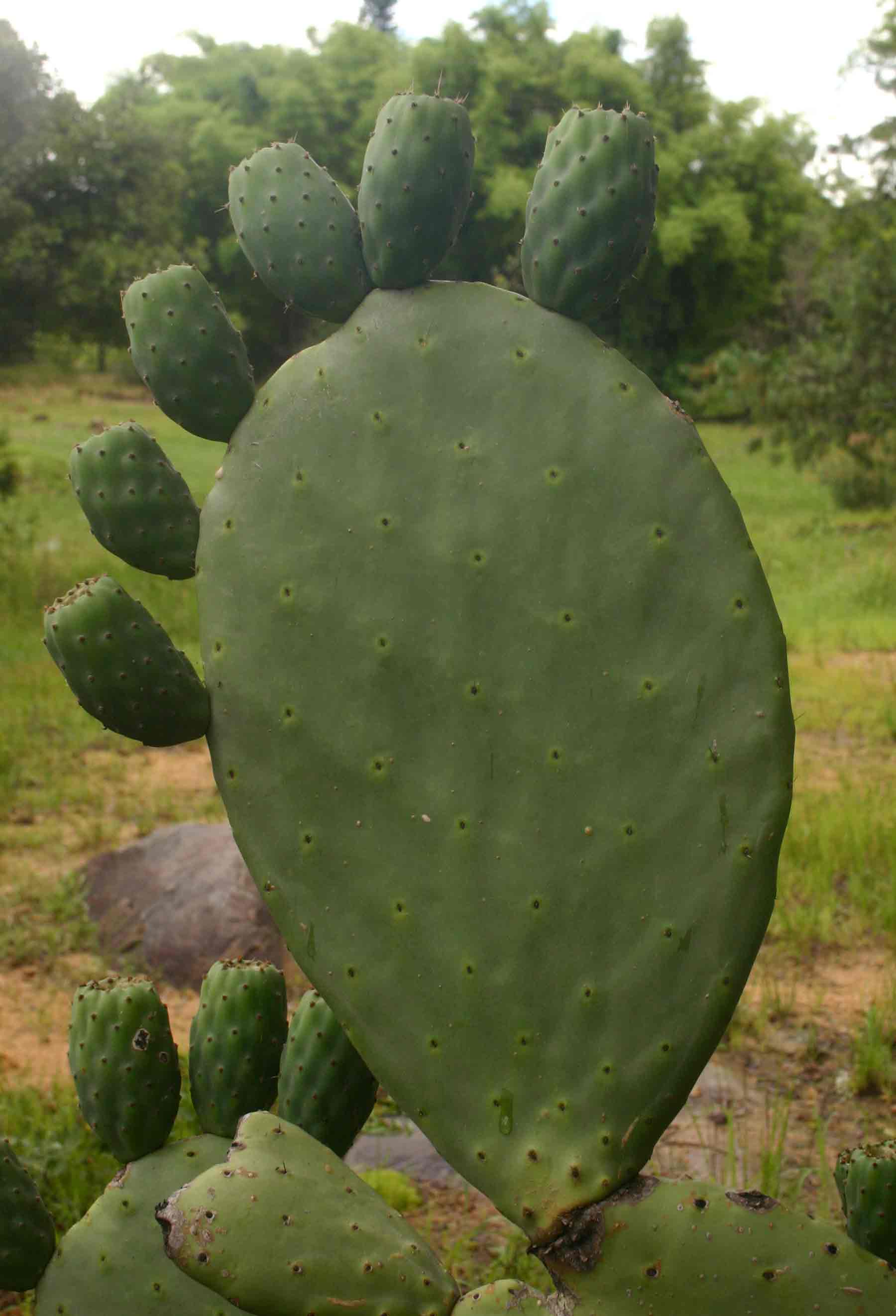 Opuntia ficus-indica Opuntia ficus-indica