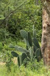 Opuntia ficus-indica