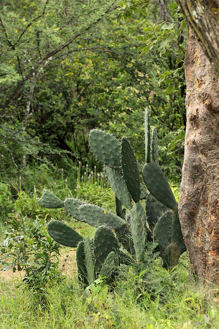 Opuntia ficus-indica