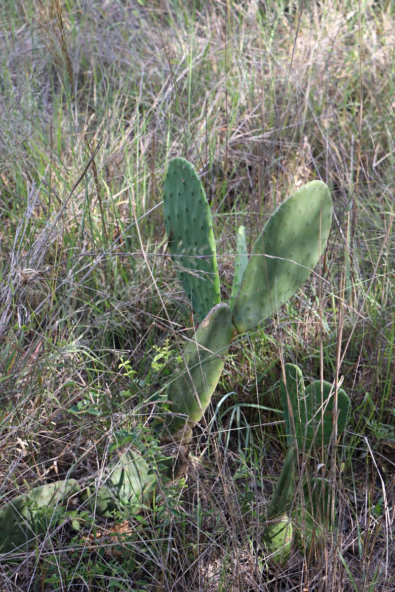 Opuntia ficus-indica Opuntia ficus-indica