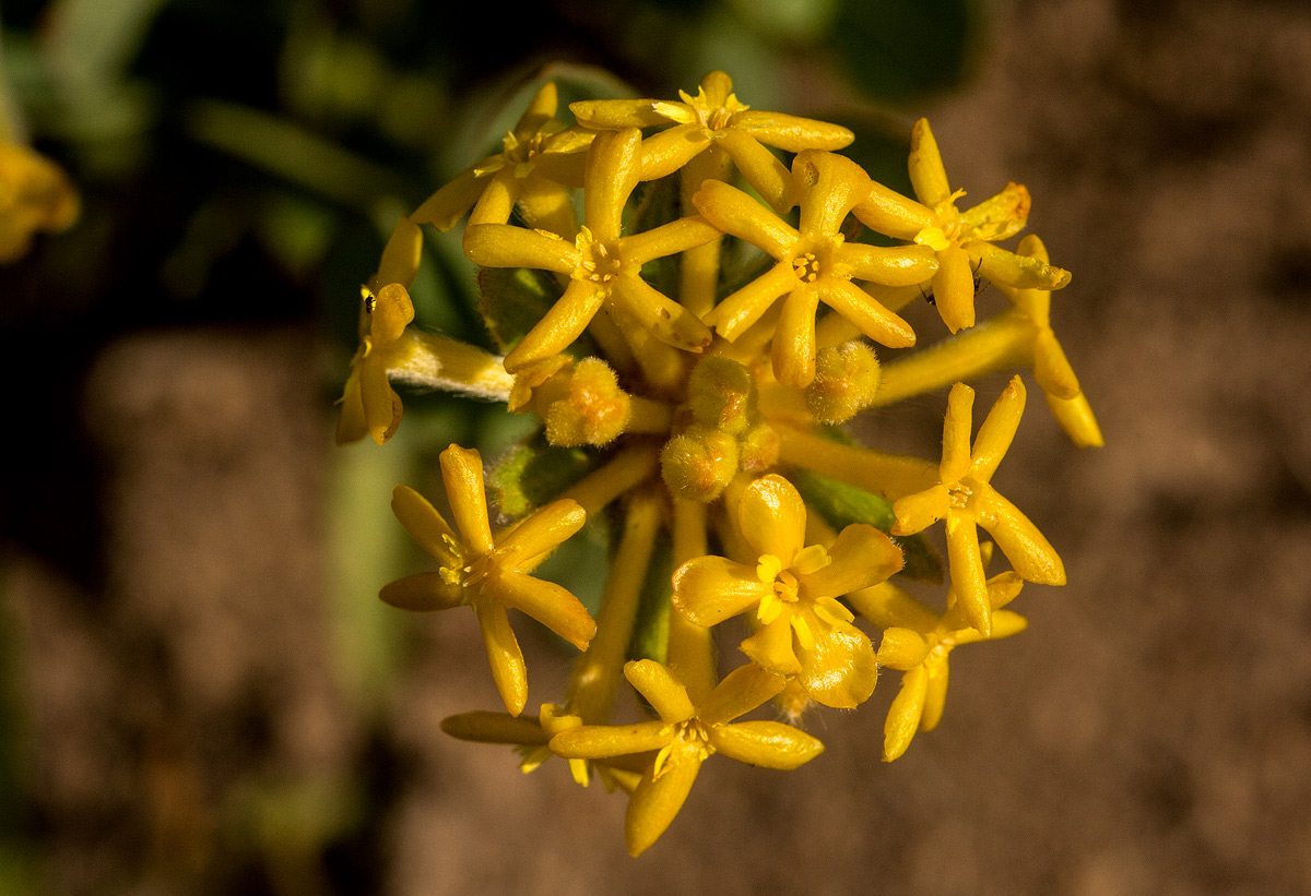 Gnidia kraussiana var. kraussiana Gnidia kraussiana var. kraussiana