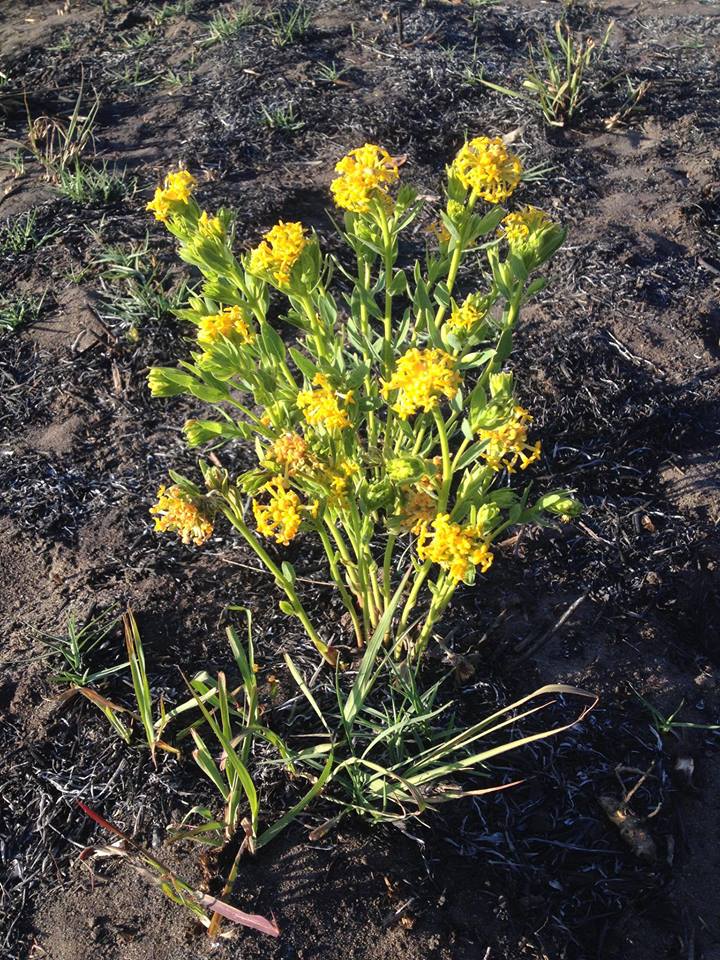 Gnidia kraussiana var. kraussiana Gnidia kraussiana var. kraussiana