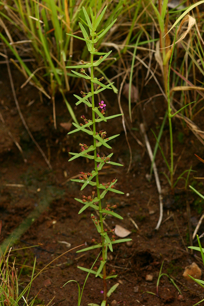 Ammannia auriculata Ammannia auriculata