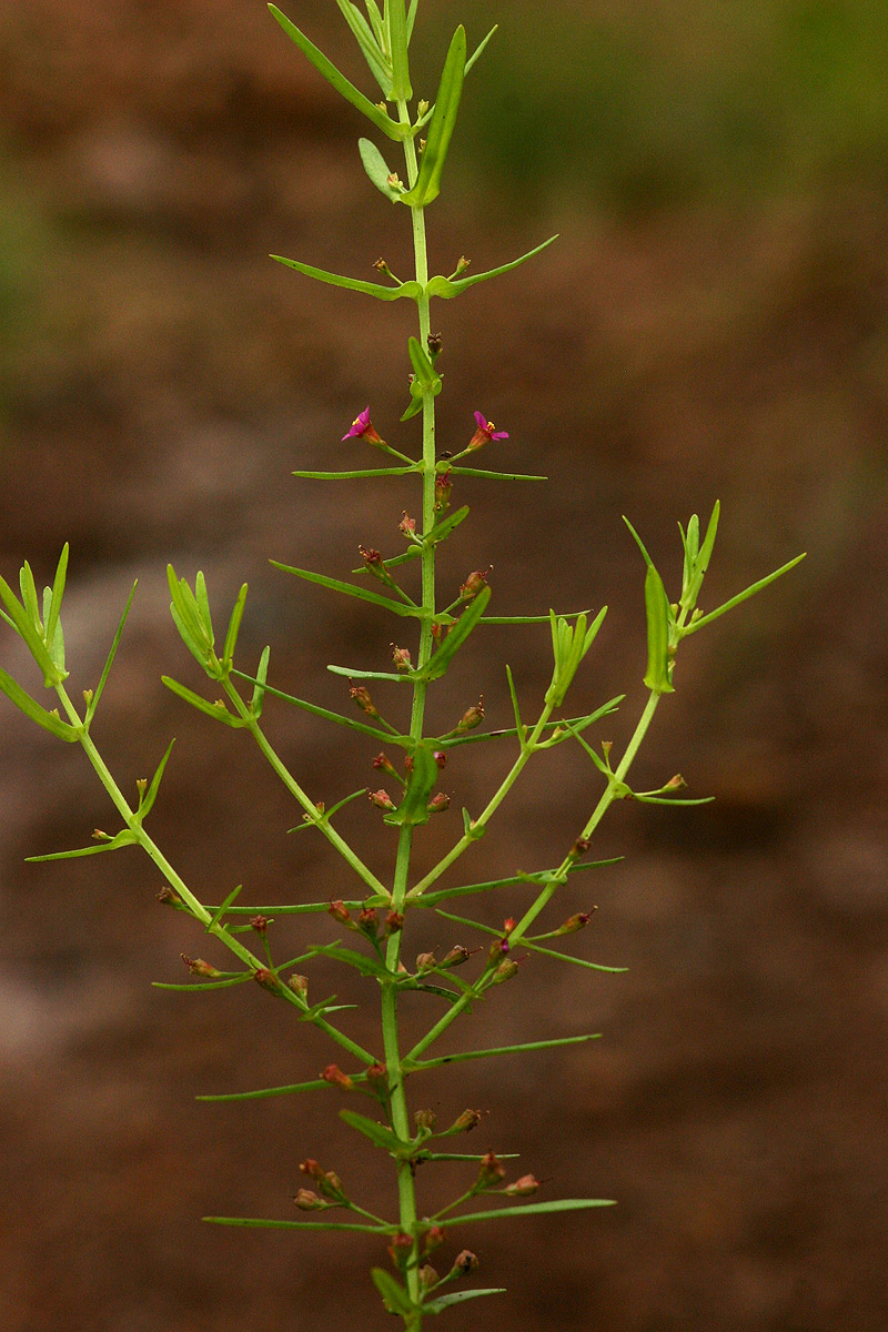 Ammannia auriculata Ammannia auriculata