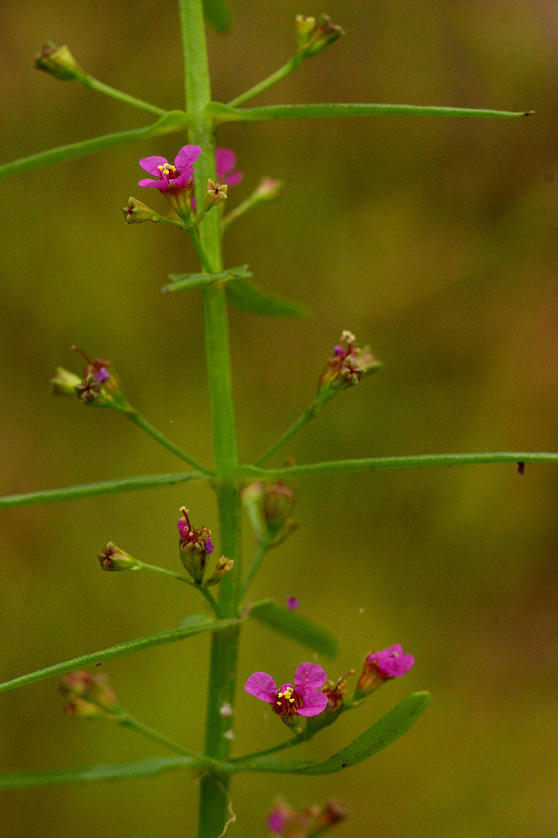 Ammannia auriculata Ammannia auriculata