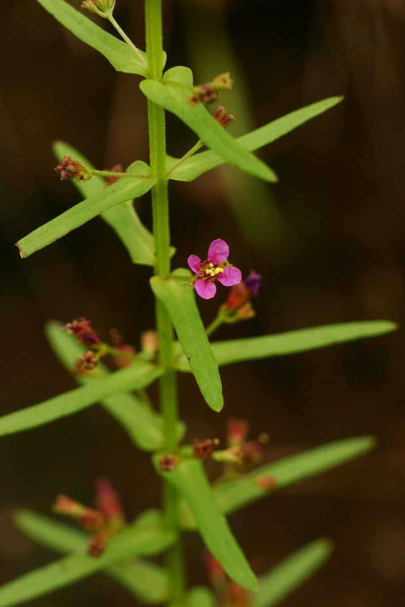 Ammannia auriculata Ammannia auriculata