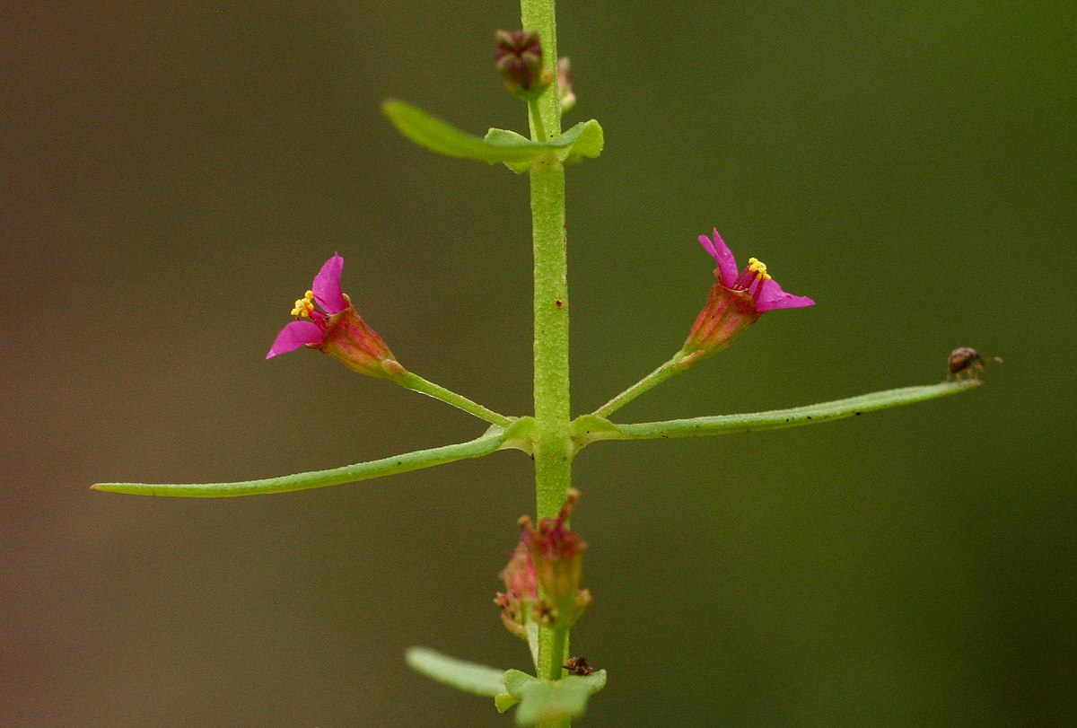 Ammannia auriculata Ammannia auriculata