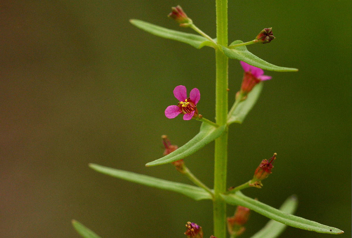 Ammannia auriculata Ammannia auriculata