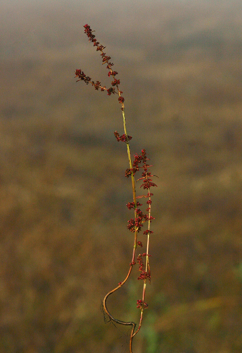 Ammannia prieuriana Ammannia prieuriana