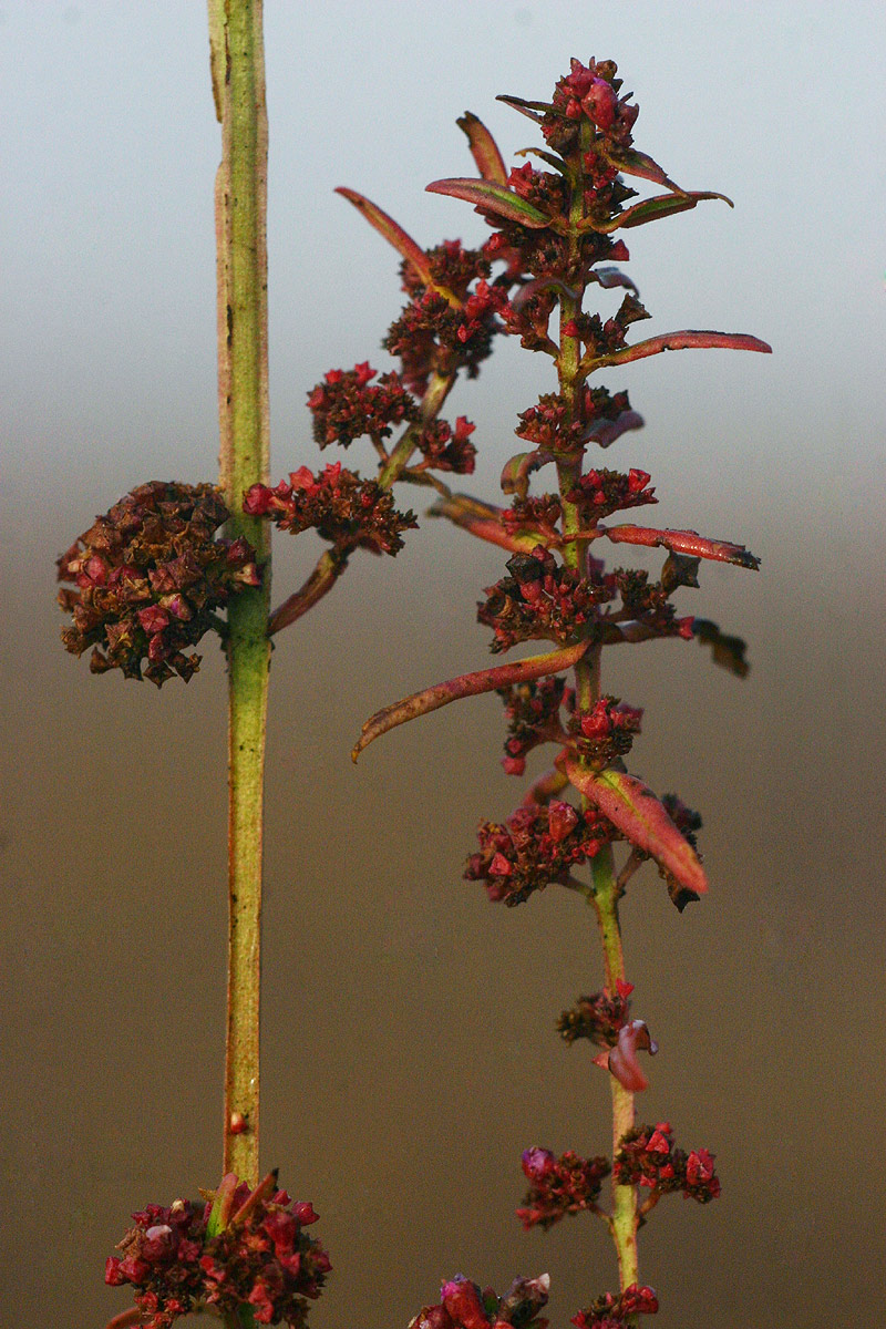 Ammannia prieuriana Ammannia prieuriana